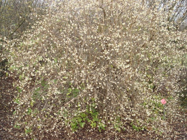 Lonicera fragrantissima hiver
